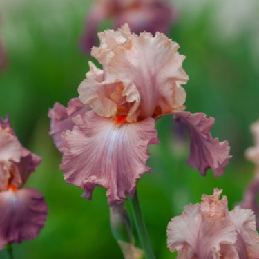 Bearded Iris 'Champagne and Strawberries’